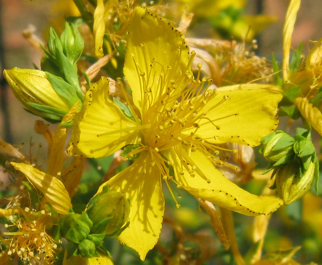 Hypericum perforatum